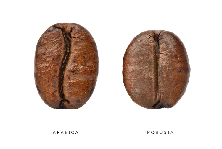 Rozdiel medzi kávou arabica a robusta