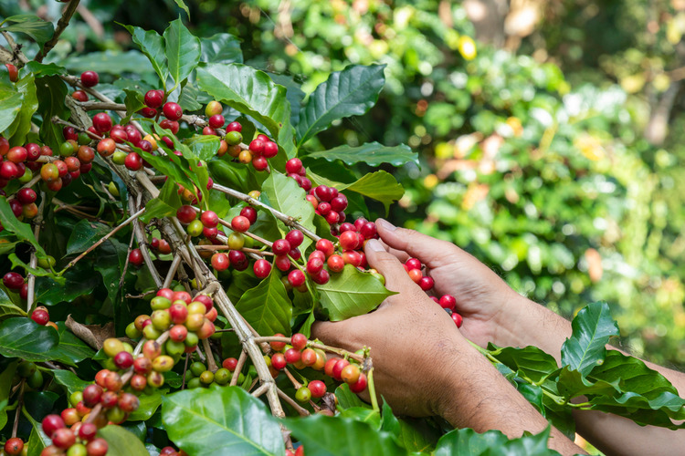 Ručný zber kávy arabica
