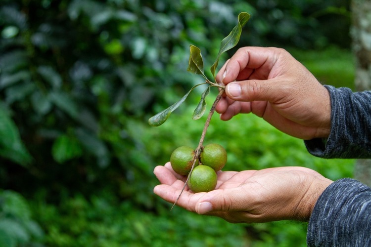 Makadamové orechy rastú na strome Macadamia