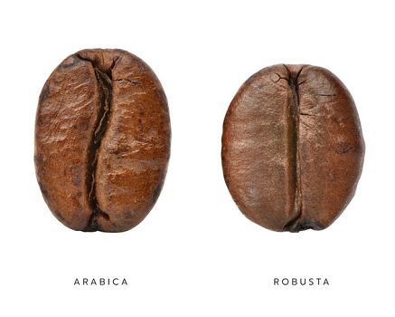 Káva arabica vs. robusta (rozdiely). Obľúbená je aj ich zmes